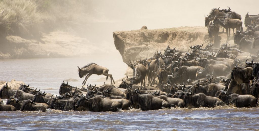 Why you should visit kenya and tanzania for holiday safaris