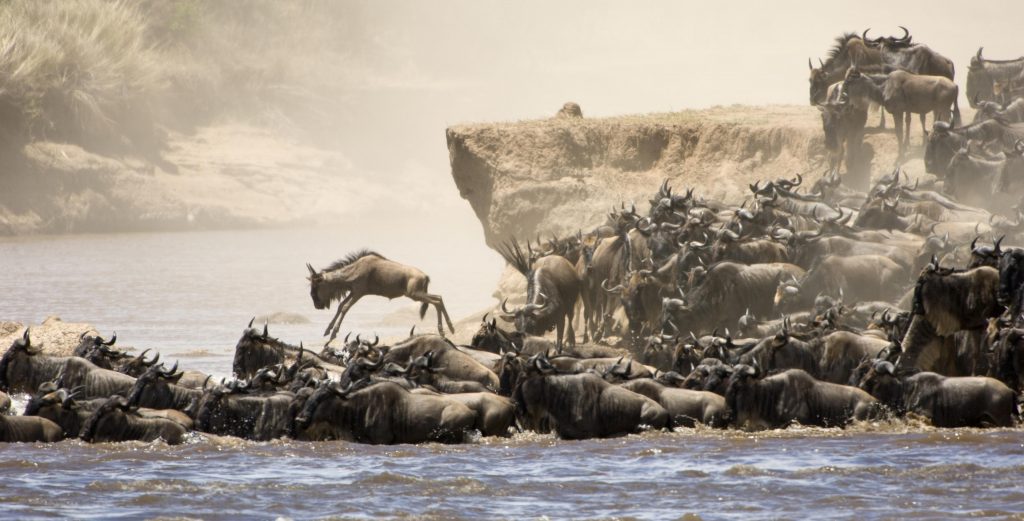 Why You should Visit Kenya and Tanzania for Holiday Safaris