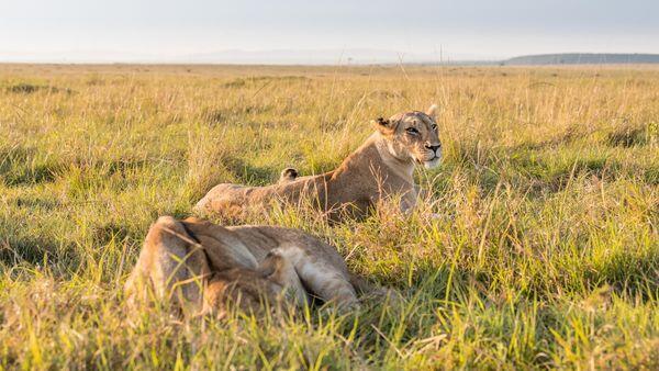 5 Top Conservancies Close to Masai Mara National Reserve