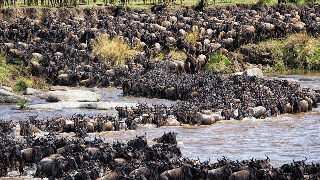 5 best safaris to book during the low season wildebeest migration safaris 2022.